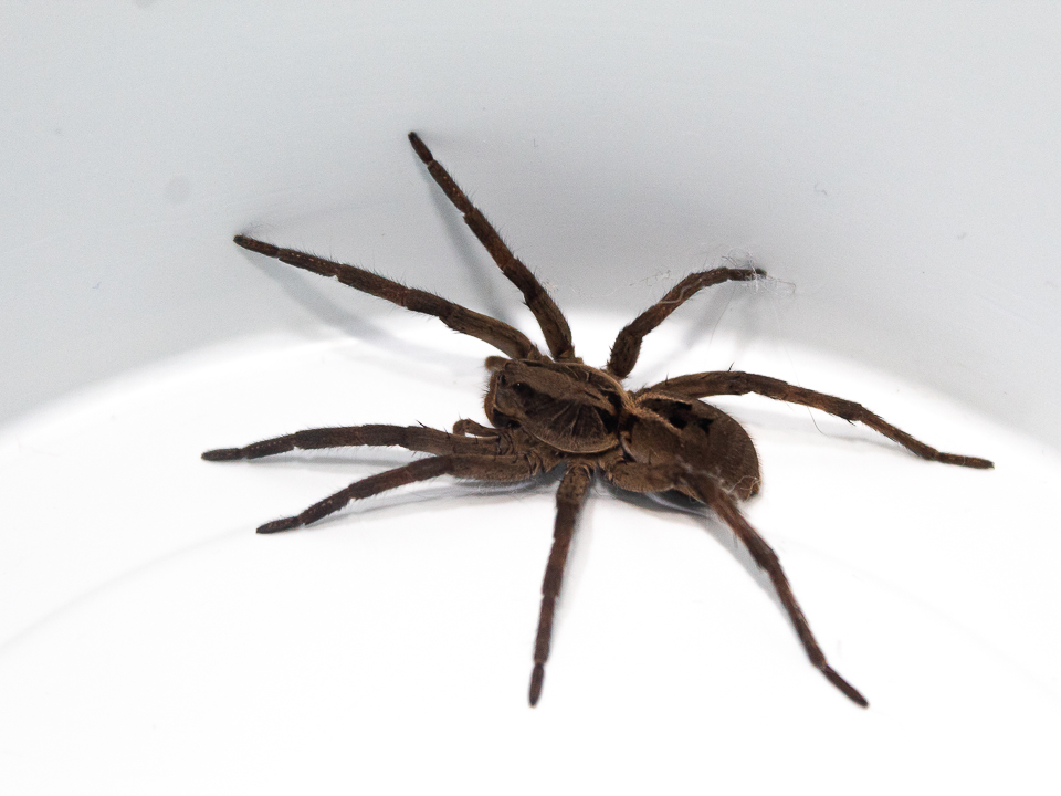 Aranha Lobo