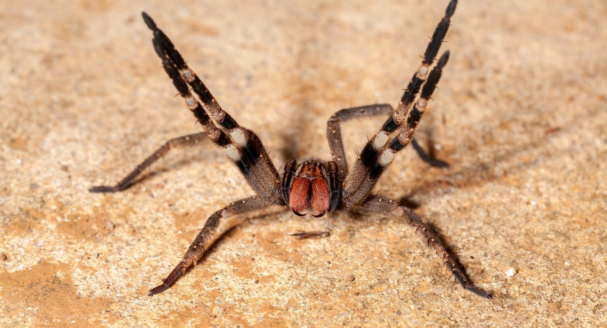 Aranha Armadeira