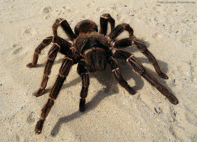 Aranha Caranguejeira