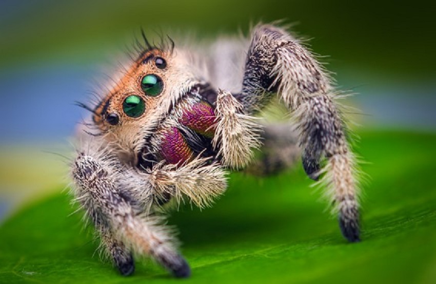 Aranha Papa-moscas