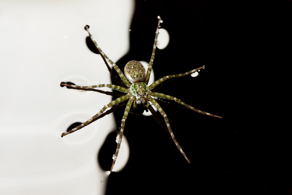 Aranha Pescadora